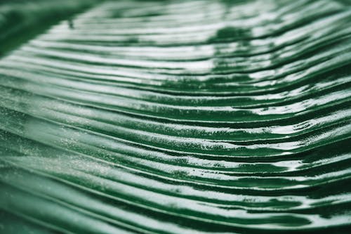 Extreme Close-up Photo of Green Leaf