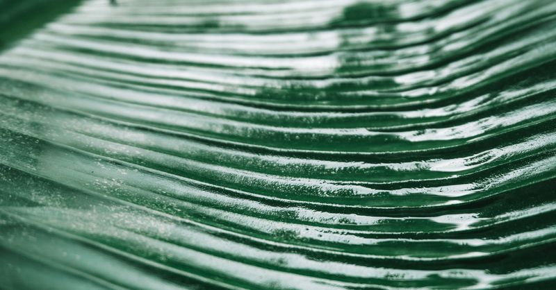 Spiruline bienfaits : Guide santé complet