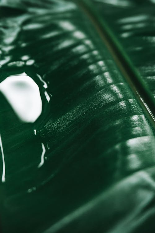 Extreme Close-up Photo of Green Leaf 