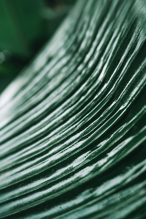 Extreme Close-up Photo of Green Leaf 