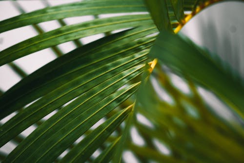 Close-up Photo of Palm Leaves