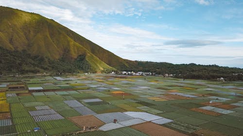 View on Agricultural Fields