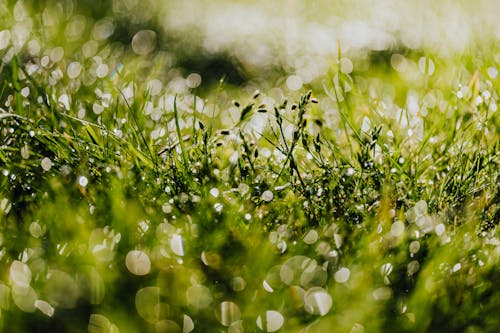 Green Grass in Tilt Shift Lens 