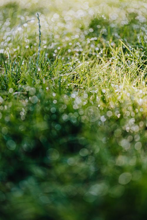 Free Close-up of dew-covered grass in a sunlit morning, showcasing nature's beauty. Stock Photo