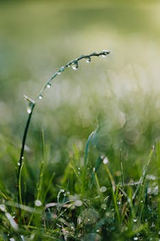 Close-up of dew drops on a grass blade with a blurred natural background, captured after rain.