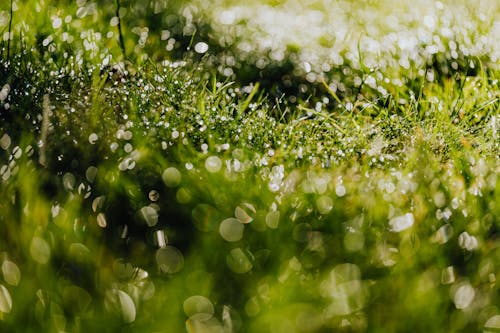 Free Water Droplets on Green Grass Field Stock Photo