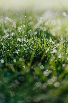 A close-up image of fresh morning dew on vibrant green grass blades, showcasing nature's beauty.
