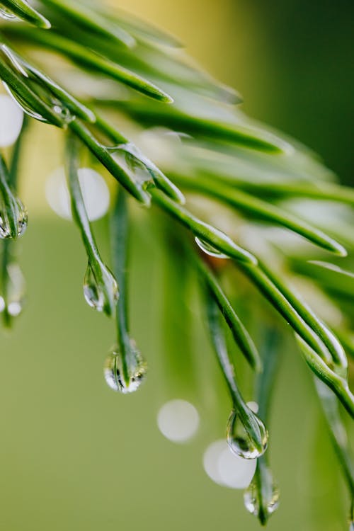 Water Dew on Green Plant Leaves