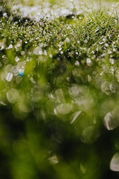 A macro shot of dew-covered grass glistening in sunlight, showcasing a beautiful bokeh effect.