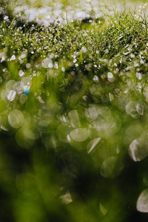 Free A macro shot of dew-covered grass glistening in sunlight, showcasing a beautiful bokeh effect. Stock Photo