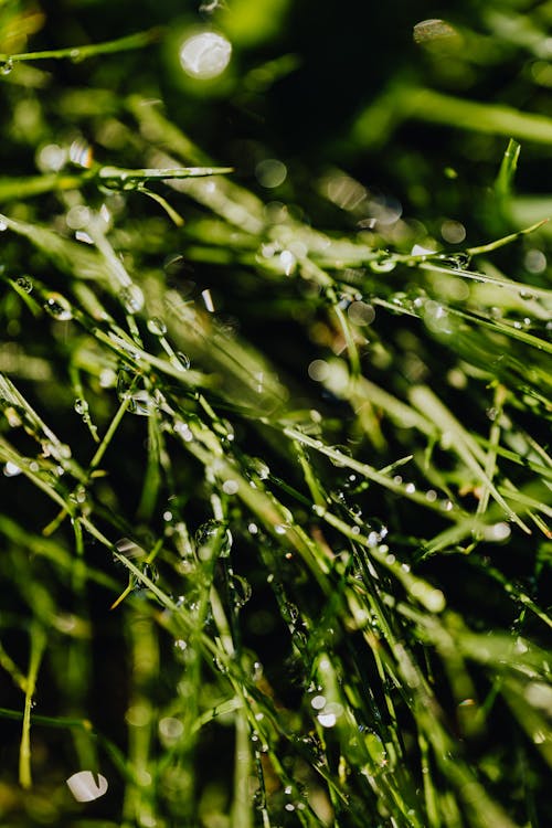 Free Water Droplets on Green Grass Stock Photo
