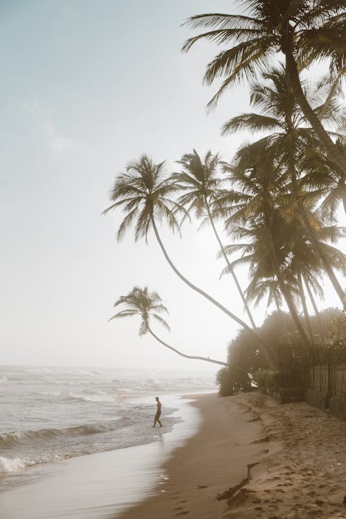 Photo of Palm Trees Above a Man at the Beach