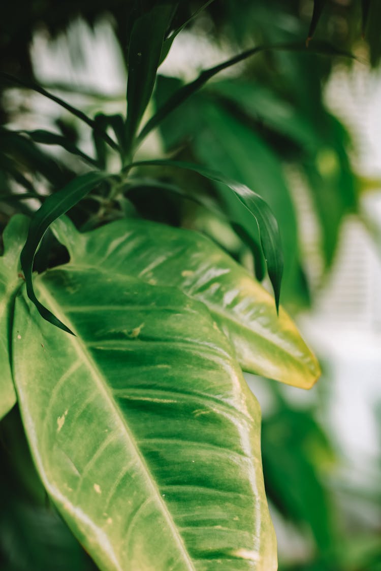 Photograph Of Green Philodendron Leaves