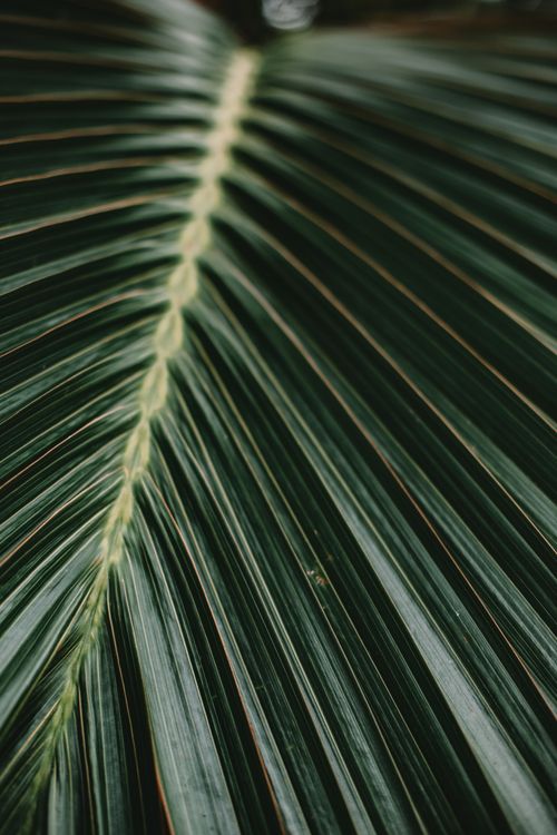 Free Detailed macro shot of a green palm frond highlighting natural textures and patterns. Stock Photo