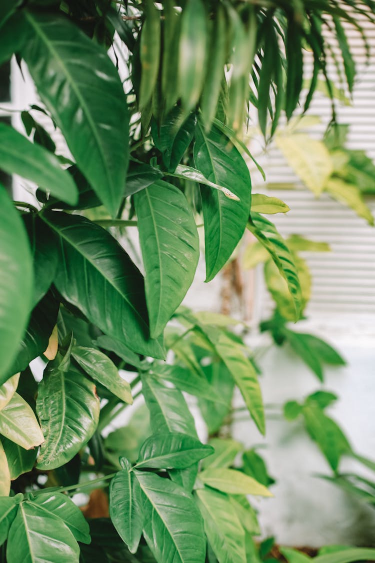 Photo Of Green Philodendron Leaves