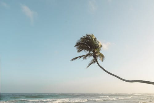 Kostnadsfri bild av blåsigt, hav, kokosnötsträd