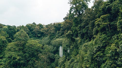 Free Waterfall in a Jungle  Stock Photo