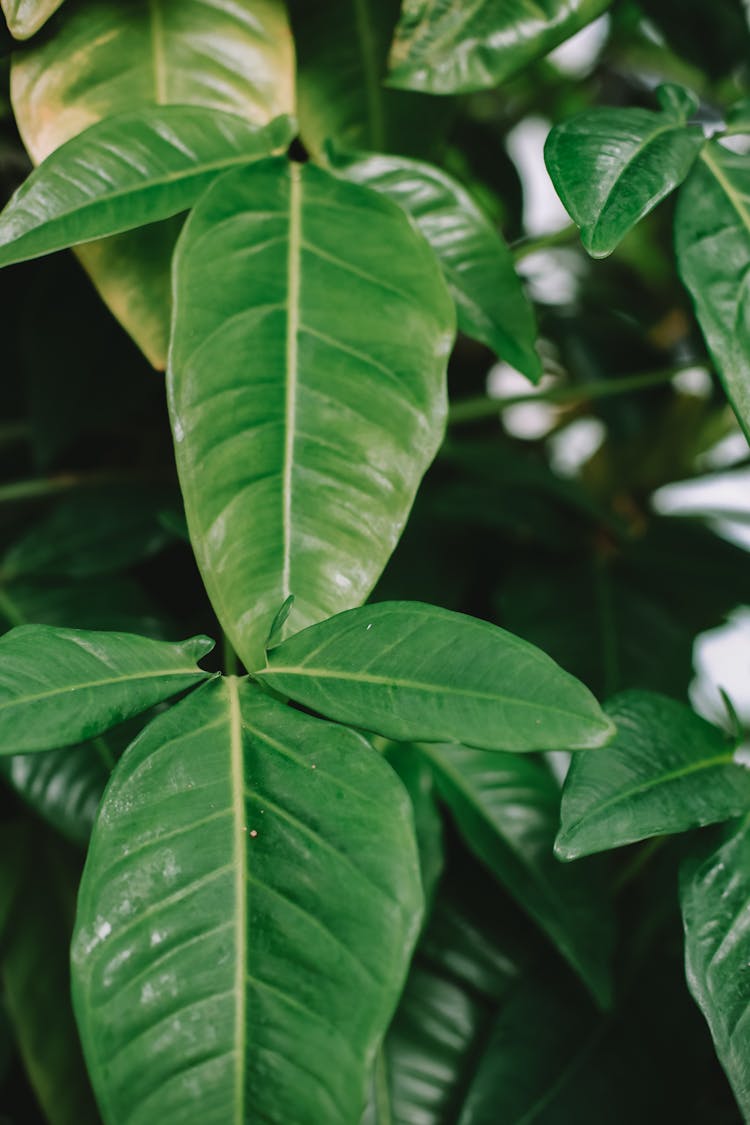 Close-Up Photograph Of Green Philodendron Leaves