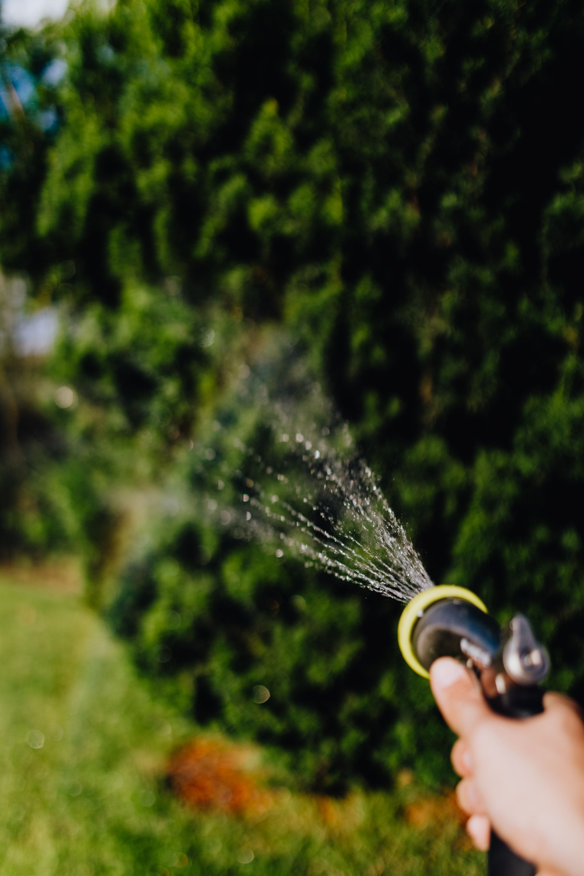 Technician treating a garden with a sprayer