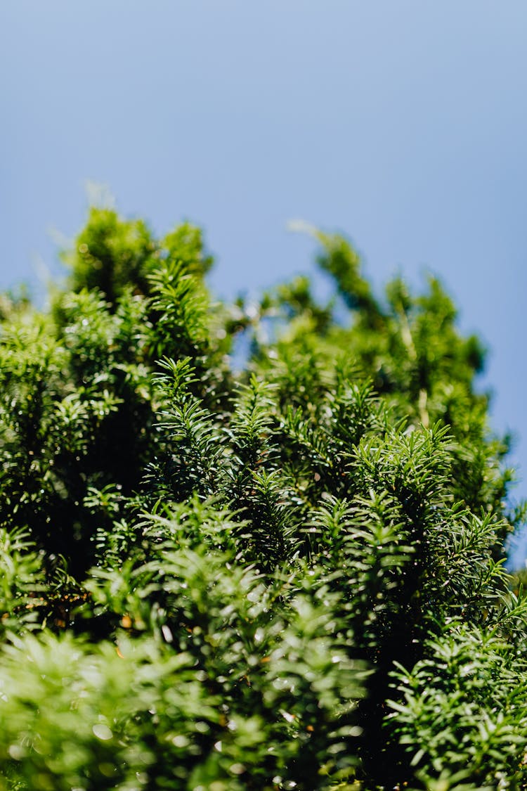 Photo Of Green English Yew Leaves Under A Blue Sky