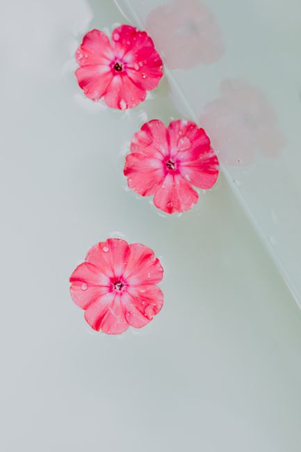 Delicate pink phlox flowers gracefully floating on a serene water surface captured from above.