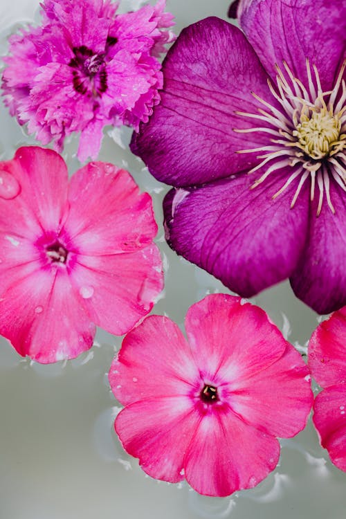 Close-Up Photo of Pink and Purple Flowers