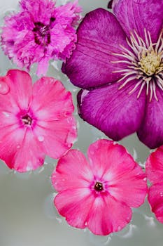 特写镜头中，漂浮在水面上的粉紫色花朵充满活力，姿态优雅迷人