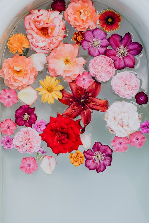 무료 구색을 갖춘, 꽃, 꽃무늬의 무료 스톡 사진