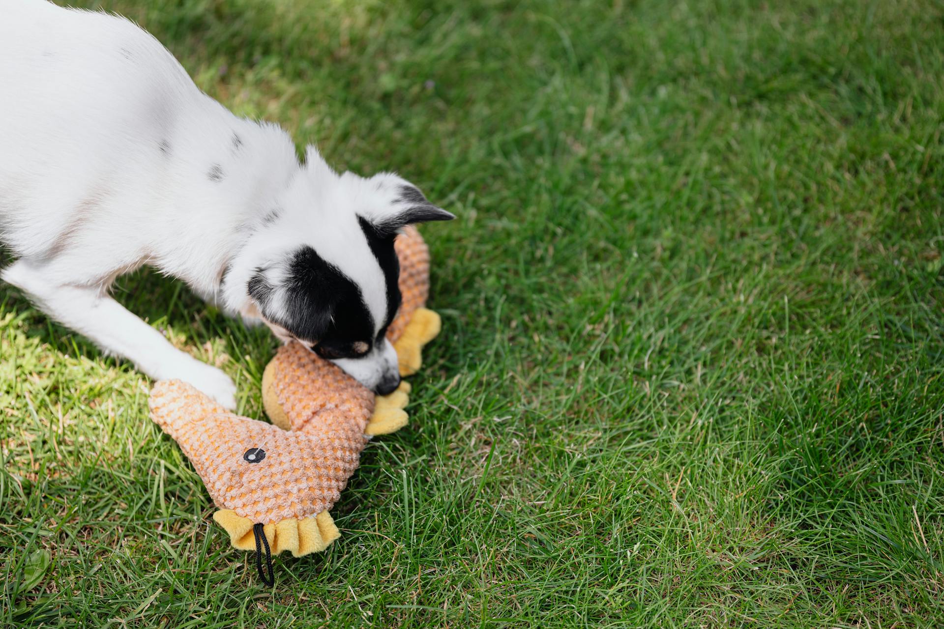 Photo of a Black and White Dog Biting a Seahorse Toy