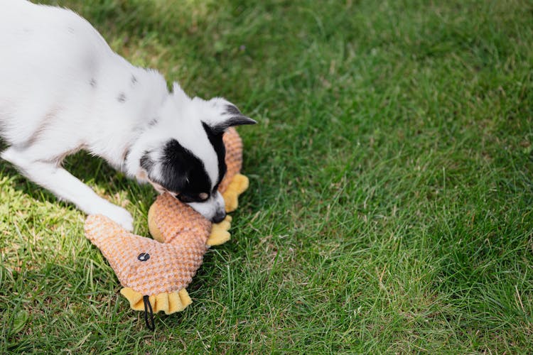 Photo Of A Black And White Dog Biting A Seahorse Toy