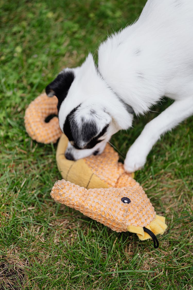 Close-Up Photo Of A Black And White Dog Playing With A Toy