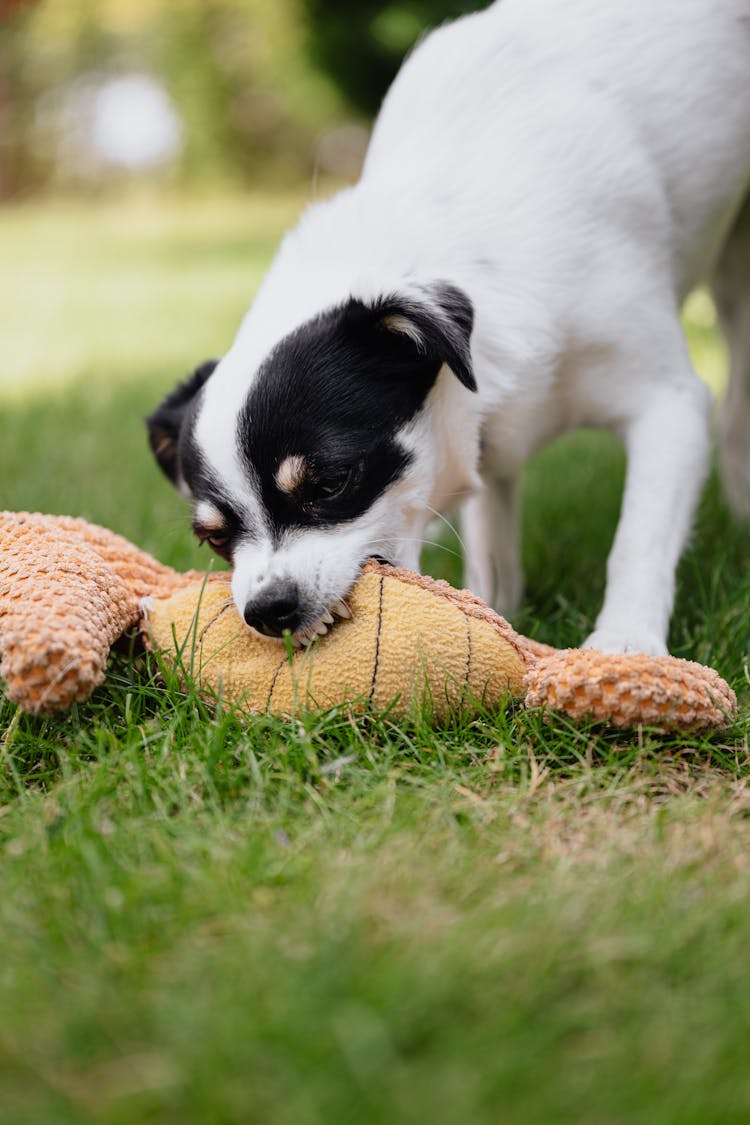 Selective Focus Photo Of A Black And White Dog Biting A Toy