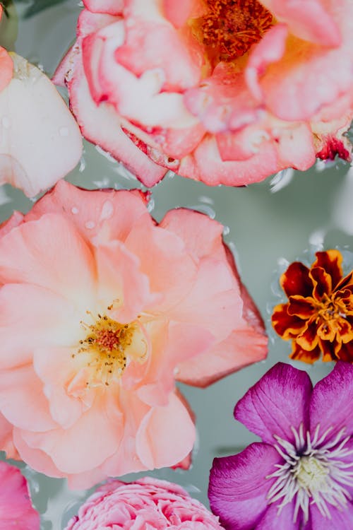 Free Pink Flower in Macro Shot Stock Photo