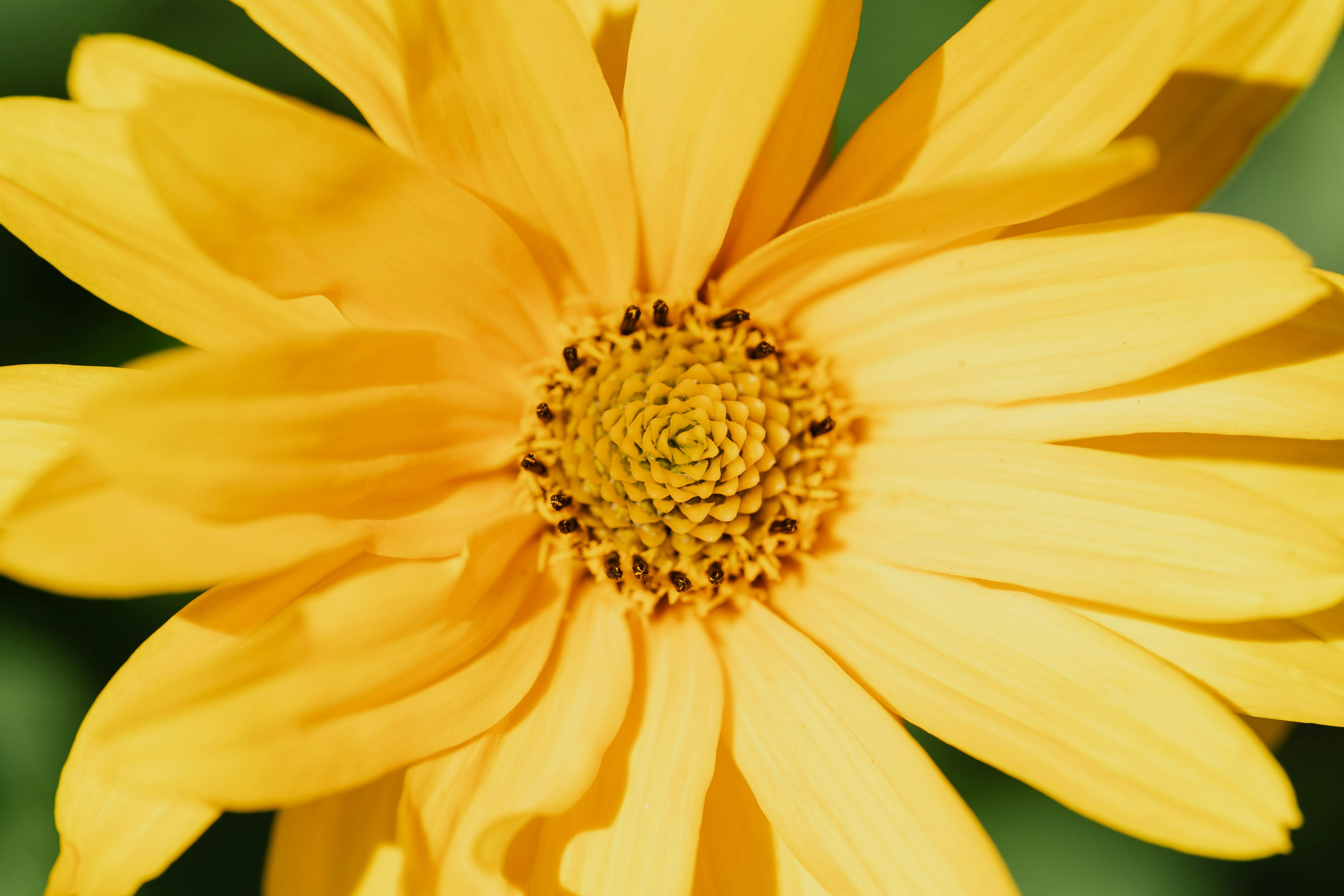 Close-up shot of a blooming sunflower with vivid yellow petals and detailed center.