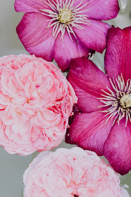 분홍색 꽃, 수직 쐈어, 식물군의 무료 스톡 사진