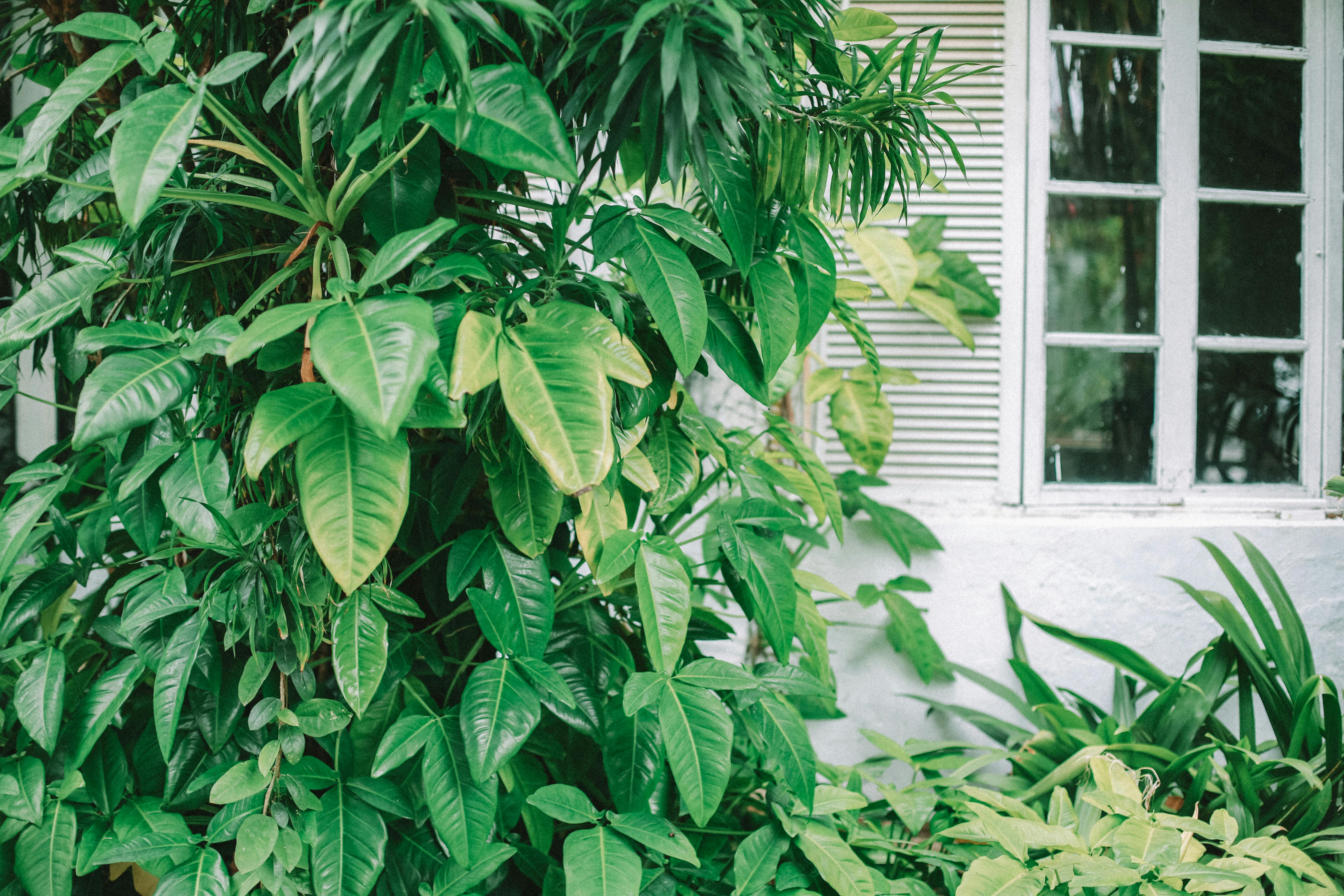 Vibrant green plants growing beside a white window, creating a fresh natural vibe.