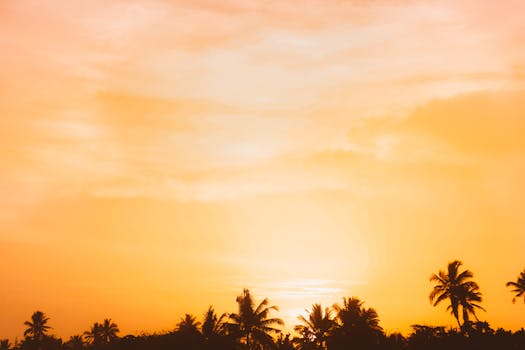 Beautiful sunset with palm trees silhouetted against an orange sky.