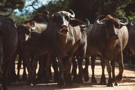 Herd of Brown Cow on Gray Concrete Road