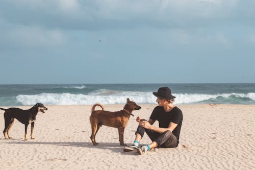 Foto profissional grátis de amizade, animais, animais de estimação