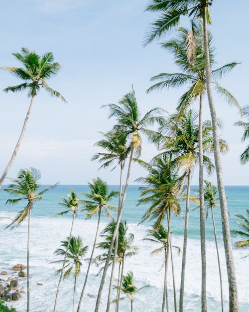 Palm Trees on Sea Shore