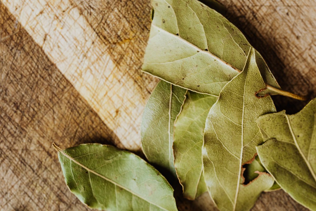 Laurier sauce toxique : vrai ou faux ? - Peut-on boire une tisane de laurier sauce ?