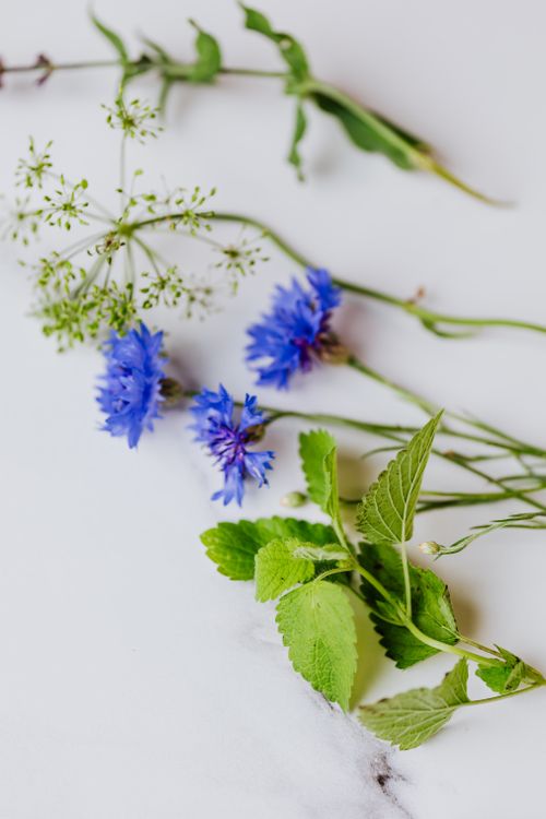 Free Aesthetic display of cornflowers and herbs on a marble surface, perfect for botanical themes. Stock Photo