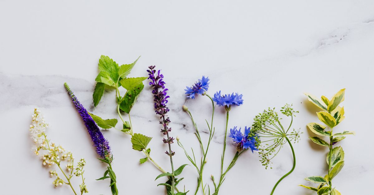 Bienfaits Bourrache : 8 Vertus Santé Naturelles
