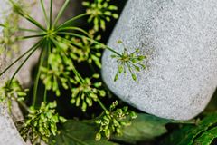 A detailed view of fresh green herbs with a stone mortar and pestle, ideal for culinary and herbal themes.