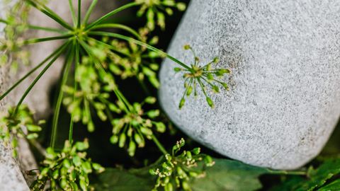 A detailed view of fresh green herbs with a stone mortar and pestle, ideal for culinary and herbal themes.