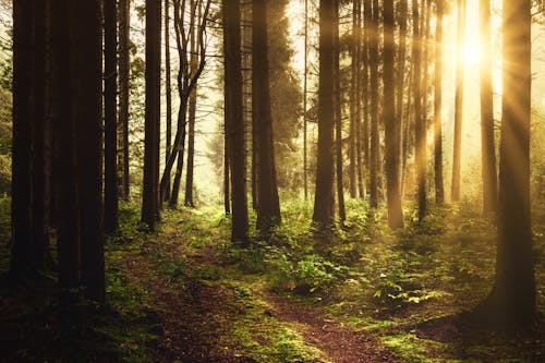 Tall Trees in the Forest during Sunrise