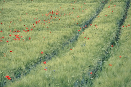 Red Poppies on the Grass Field