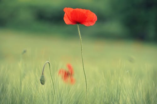 Close-Up Shot of a Red Poppy