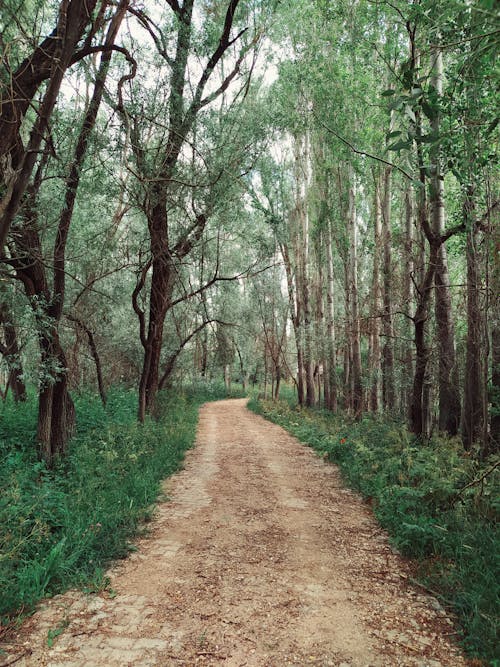 Foto d'estoc gratuïta de bosc, boscos, camí de carro