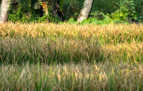 Fotobanka s bezplatnými fotkami na tému cereália, exteriéry, farma